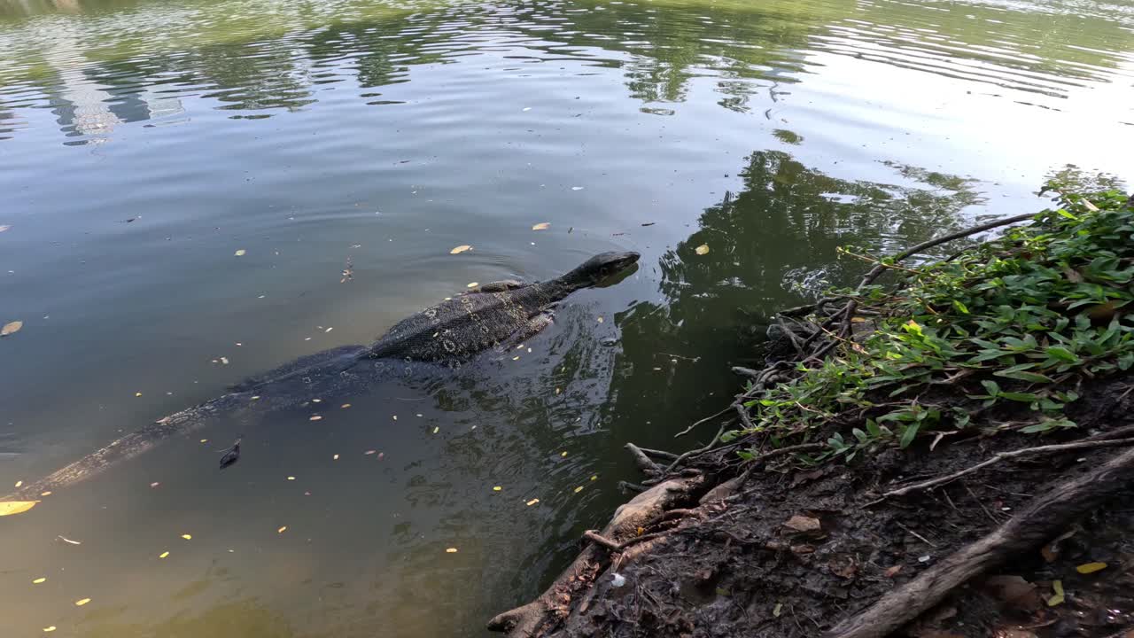 monitorear lagarto moviéndose a través del agua cerca de la orilla