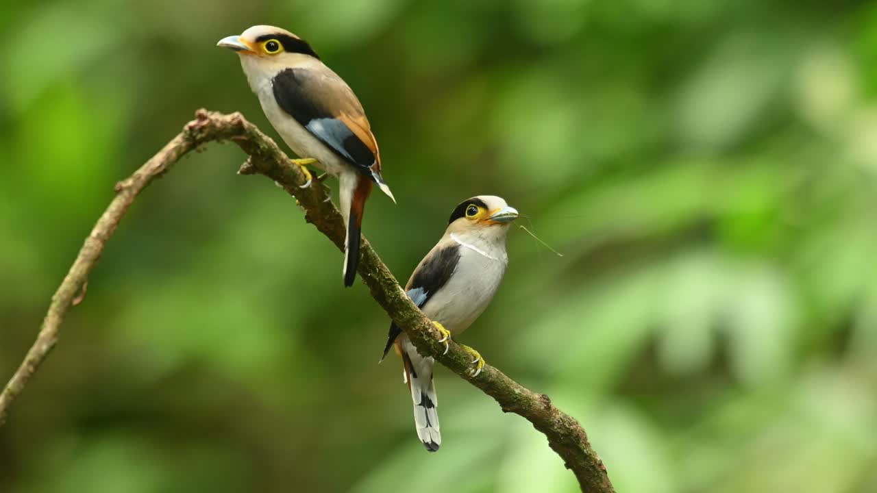 Eurilaimo dal petto argentato, Serilophus lunatus.