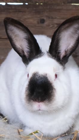 close-up of a white rabbit with black markings and red eyes