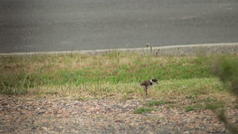 Baby-Masked-Lapwing-Plover-Walking-Along-Gravel-Driveway-Next-To-Road