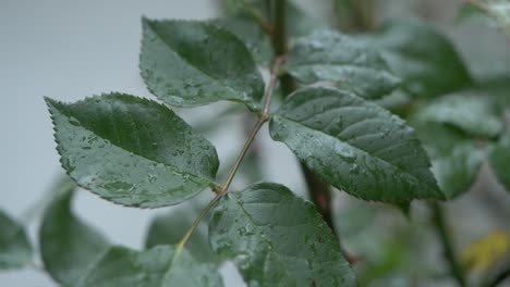 close-up of dewy rose leaves
