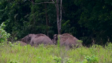 Los-Elefantes-Asiáticos-Son-Especies-En-Peligro-De-Extinción-Y-También-Son-Residentes-De-Tailandia