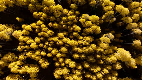 aerial bird's eye view rises above tall canopy of aspen trees glowing from golden hour light