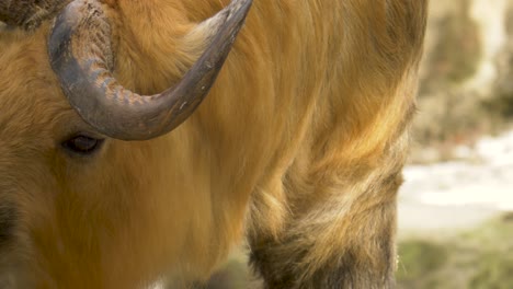 tracking shot of the moving head of a sichuan takin