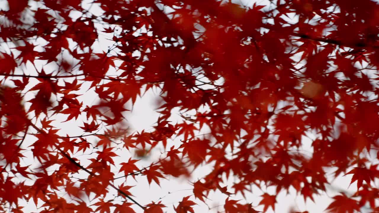 Experience the enchanting beauty of Japan’s autumn as the setting sun casts a golden glow on vibrant red maple leaves.