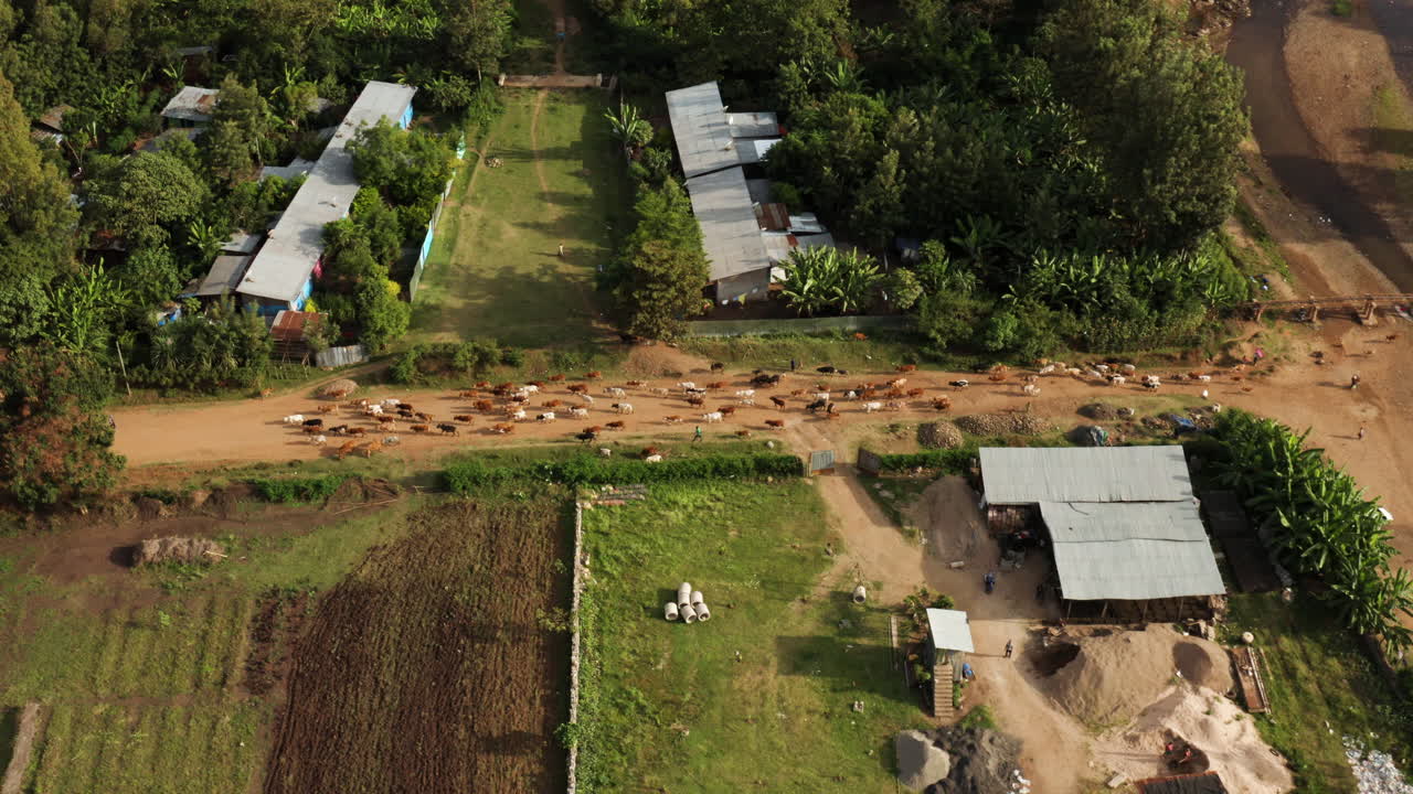 에티오피아 진카의 목초지에서 돌아오는 흙길을 걷고 있는 소 떼