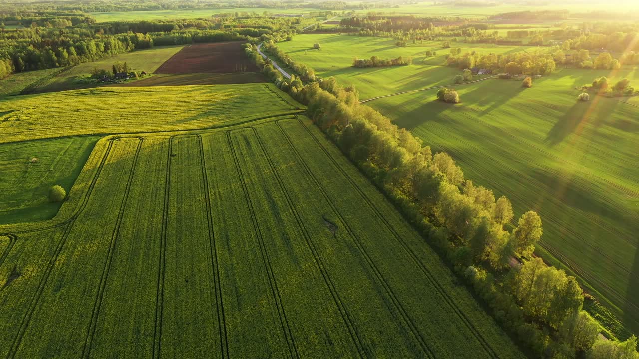 Vivid countryside landscape with yellow rapeseed fields in aerial drone view