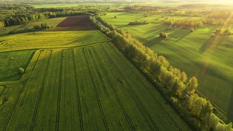 vivid countryside landscape with yellow rapeseed fields in aerial drone view