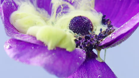 purple anemone flower with liquid and bubbles