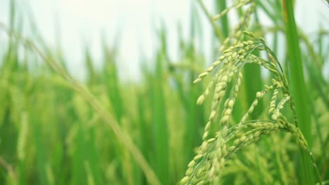 paddy seed is waying on the wind in rice field