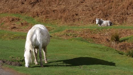 1 wild pony of england eating grass while another watches in the background