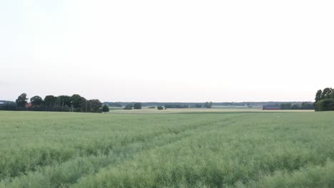 Drohnenschuss-Fliegt-Langsam-über-Rapsfeld-Mit-Ackerland-Im-Hintergrund-In-Skane,-Südschweden