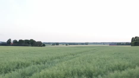 Drone-shot-flying-slowly-over-rapeseed-field-with-farming-land-in-the-background-in-Skane,-Southern-Sweden