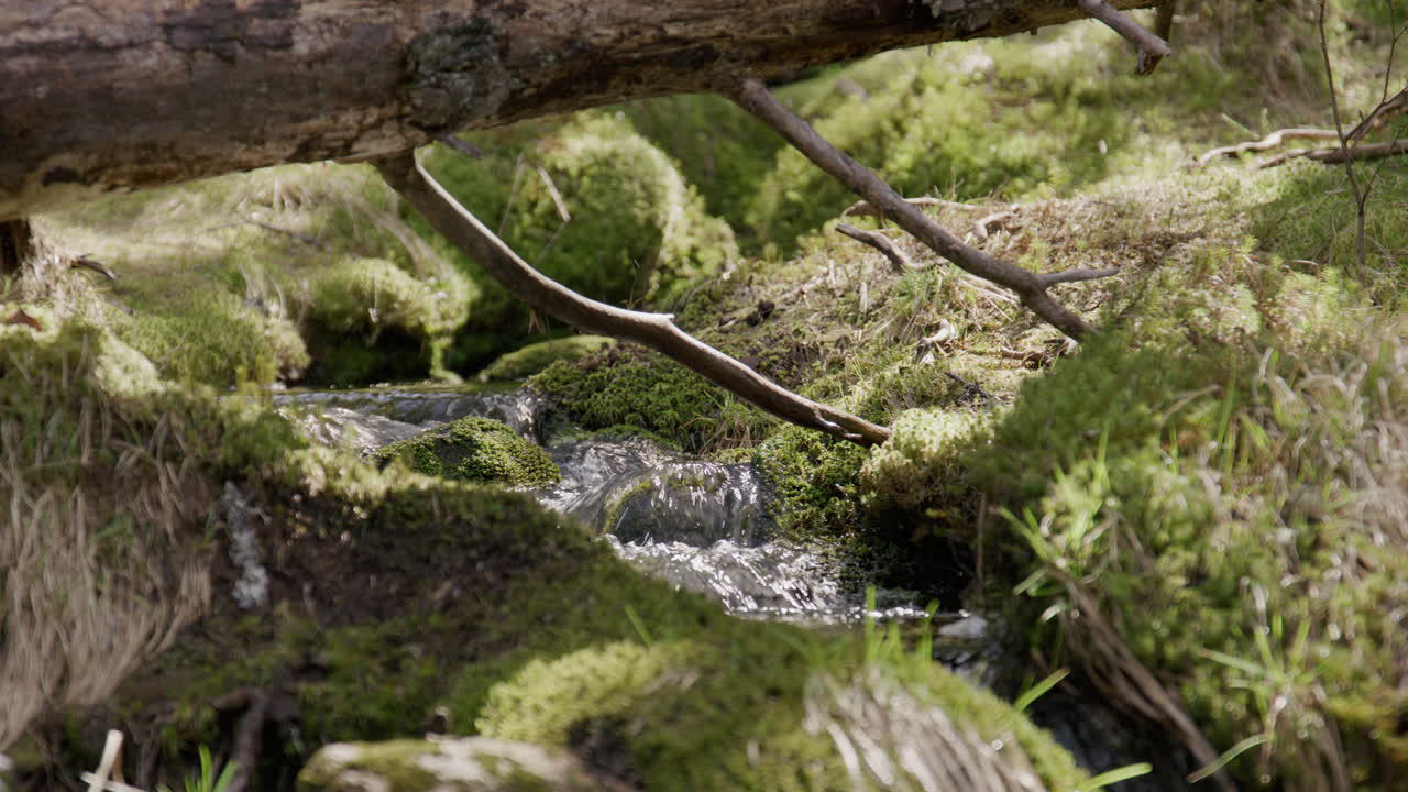 Close-up of a small woodland stream gently flowing beneath a fallen tree and moss-covered branches,