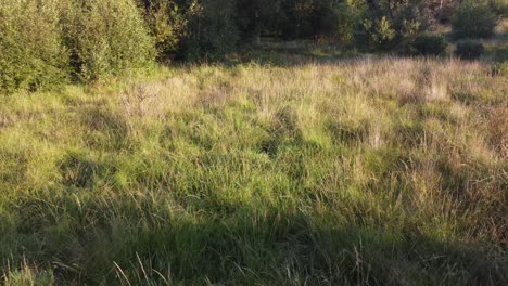 low aerial above thick grass entrance to forest