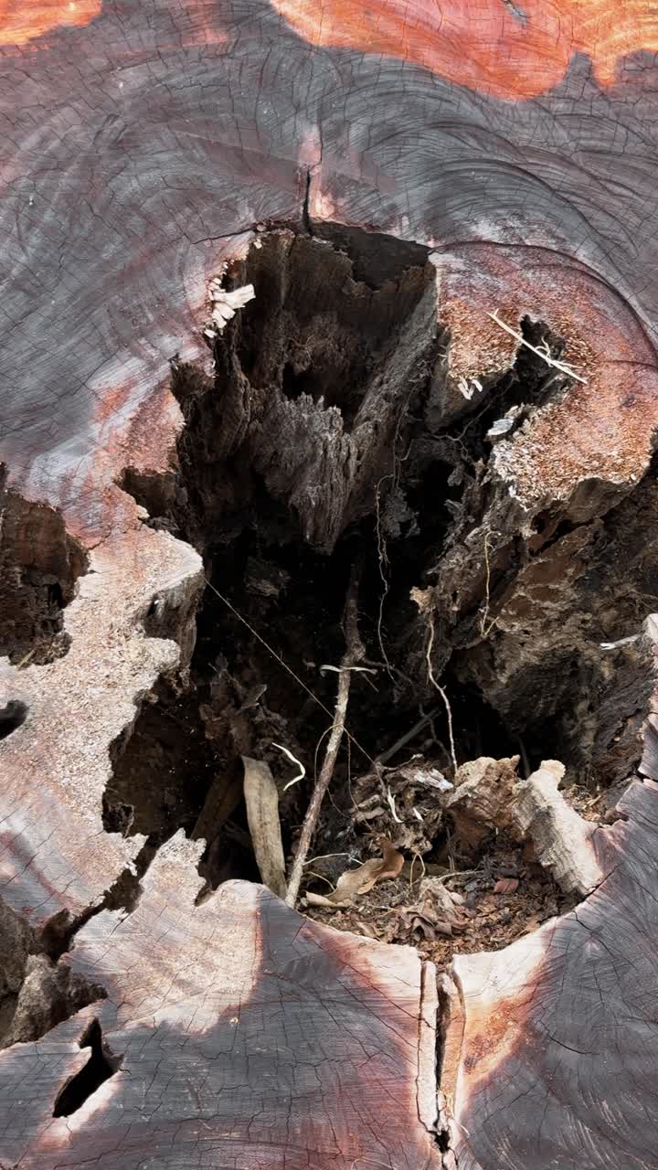 4K vertical close-up of a large tree trunk, freshly cut to reveal its hollow interior. The intricate textures of the wood and the natural details create a rustic and organic visual.