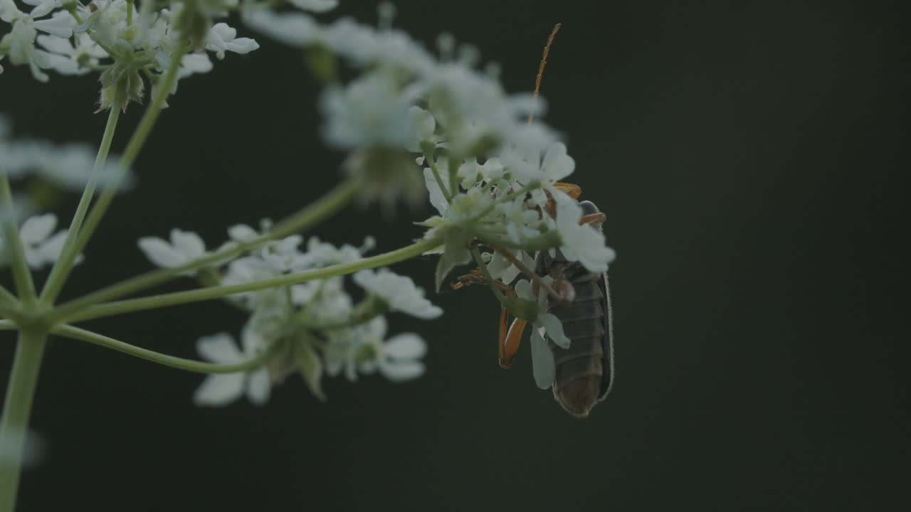 жук на цветке