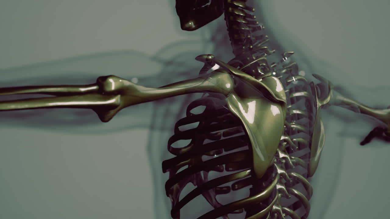 ilustración de la anatomía del esqueleto humano