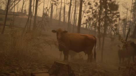vacas en el campo después de un gran incendio forestal