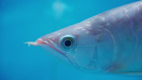 asian arowana or dragonfish, in a freshwater aquarium