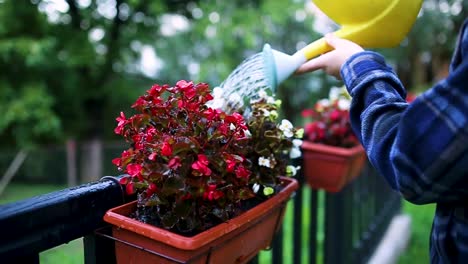 Bewässerung-Von-Blumen-Im-Garten-Durch-Den-Menschen