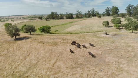 Imágenes-De-Drones-De-Un-Ganado-De-Toros-En-Un-Campo-En-Alentejo,-Portugal