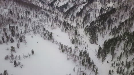 Los-Abetos-Verdes-Crecen-En-Las-Laderas-Cubiertas-De-Nieve-Blanca.