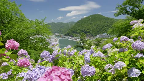 stunning panorama over shimoda city on the izu peninsula with hydrangeas