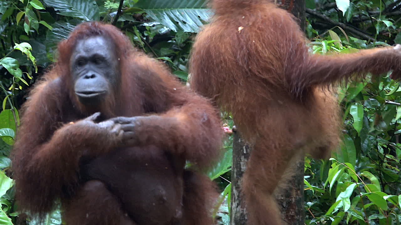 Wild orangutans eat, scratch and climb at a feeding station in Borneo.