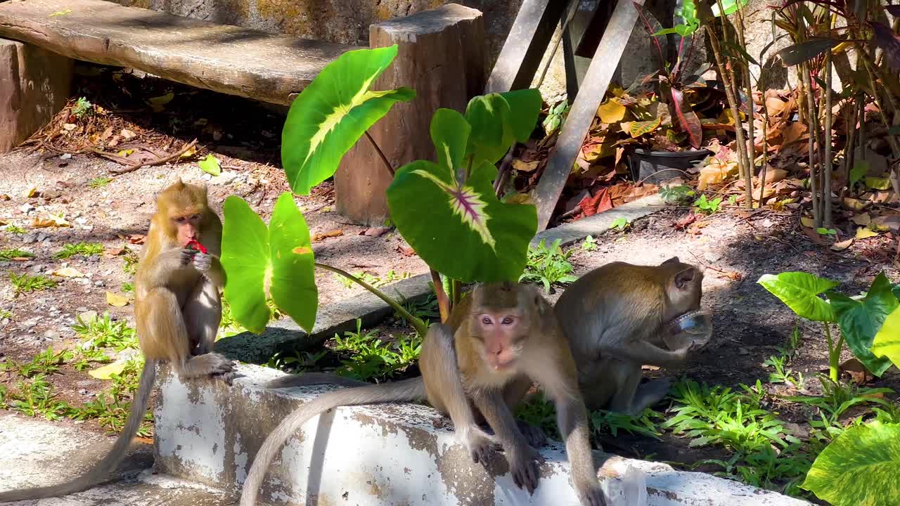 Monkeys exploring and playing in a zoo setting