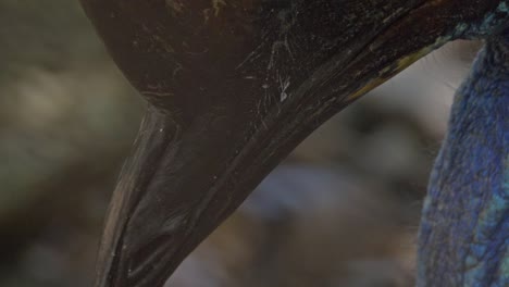 Detail-Of-Cassowary's-Head-And-Beak---extreme-close-up