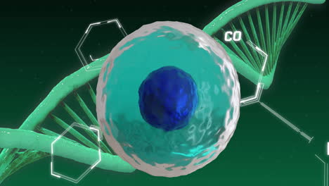 animación de la célula con procesamiento de datos y cadena de adn en fondo verde