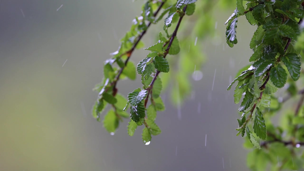 Filmisk makrooptagelse af regndråber, der falder på grønne Lenga-bøgetræblade (Nothofagus pumilio) under en regnstorm i Ushuaia, Ildlandet, Patagonien, Argentina.