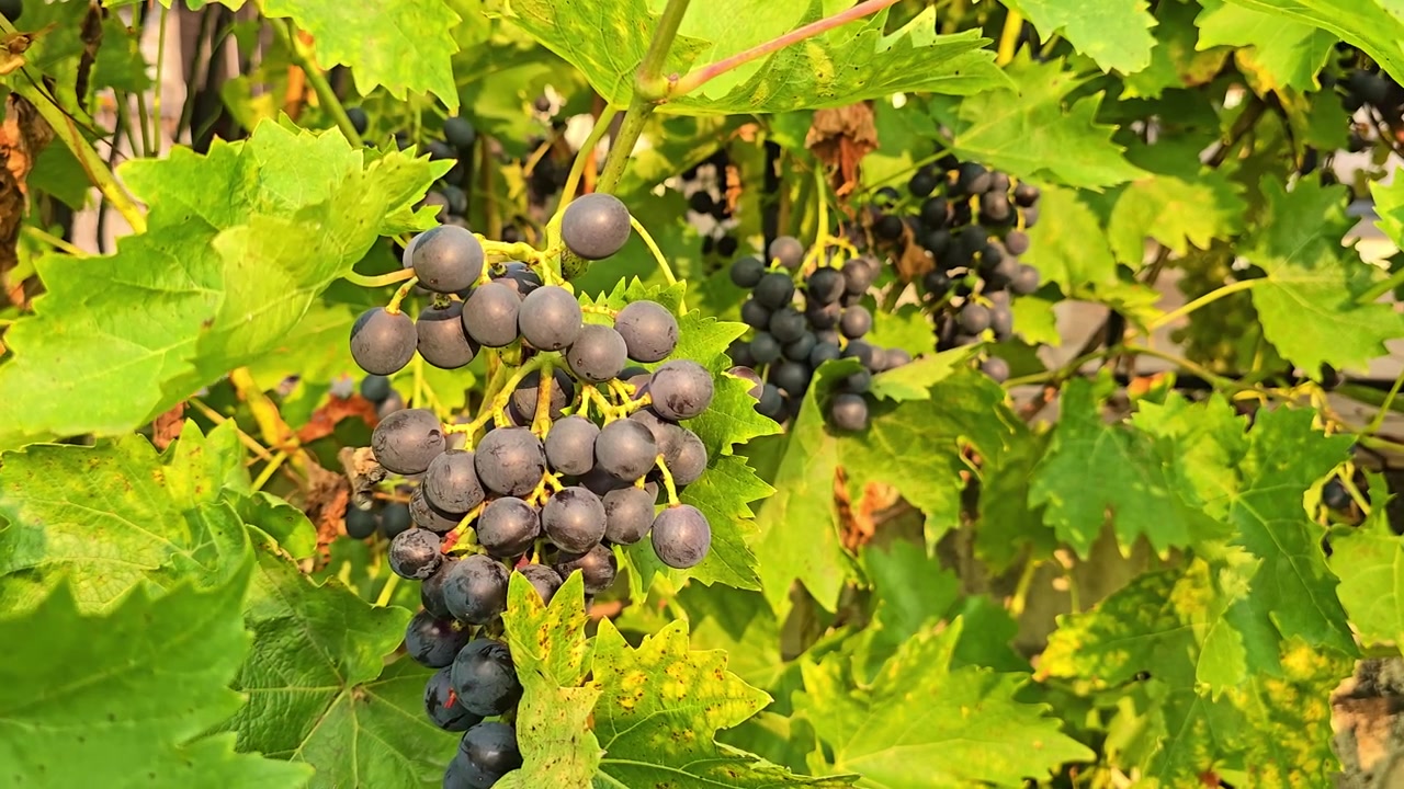 Primo piano fisso di un grappolo d'uva nera circondato da foglie di vite in movimento