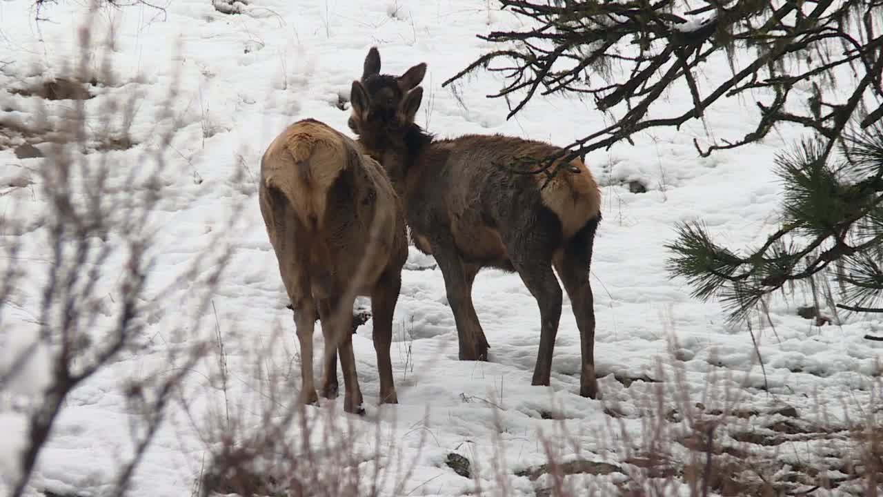 dos vacas de alce en la nieve en el bosque nacional de boise en idaho, ee.uu.