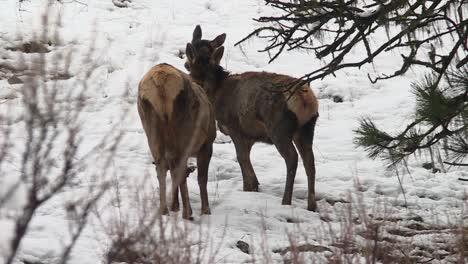 Dos-Vacas-Alces-En-La-Nieve-En-El-Bosque-Nacional-De-Boise-En-Idaho,-EE.UU.