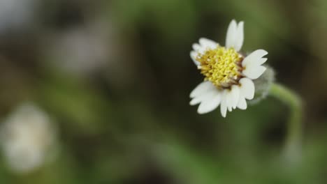 Kamille-Durch-Wind-Im-Garten-Im-Freien-Makro-Bewegt