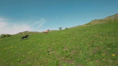 Couple-of-chestnut-and-black-coat-horses-gallop-along-field