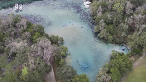 Aerial-reveal-of-manatees-swimming-in-bay-of-natural-springs