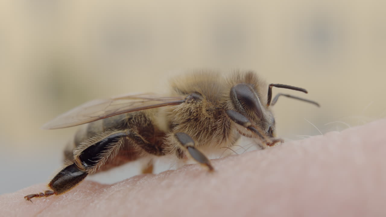Close-up of a Honeybee on Human Skin