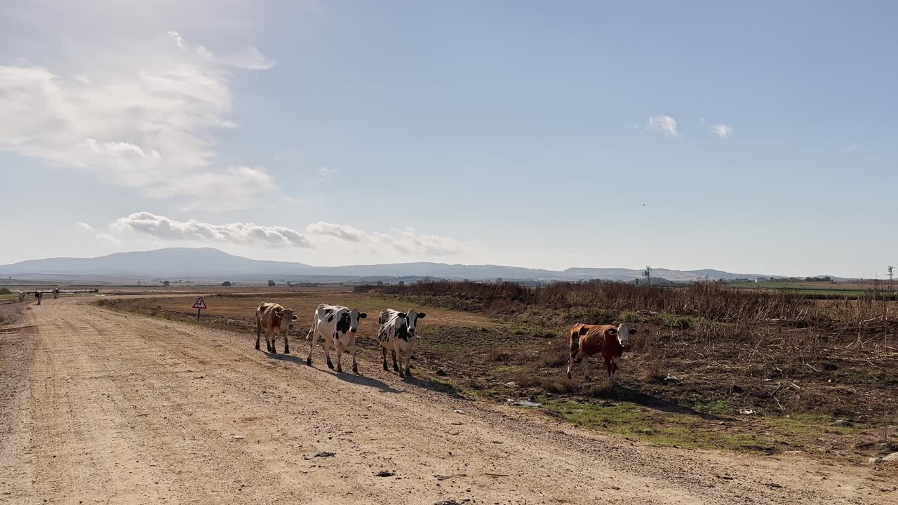 vacas, terneros, ovejas y cabras caminando y alimentándose de hierba en los campos del pueblo