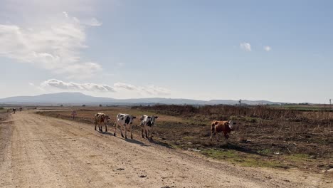 cows, calves, sheep and goats walking and feeding grass in the village fields