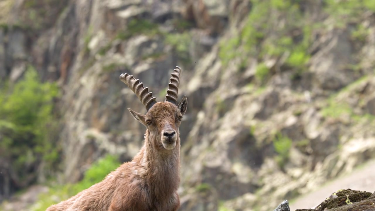 Close-up de um íbex-alpino olhando ao redor em uma encosta rochosa de montanha no Piemonte, Itália