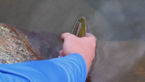 man holding cutthroat trout sets fish free in lake water, close up