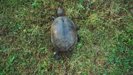 turtle slowly moving through the green grass. a turtle running into the woods