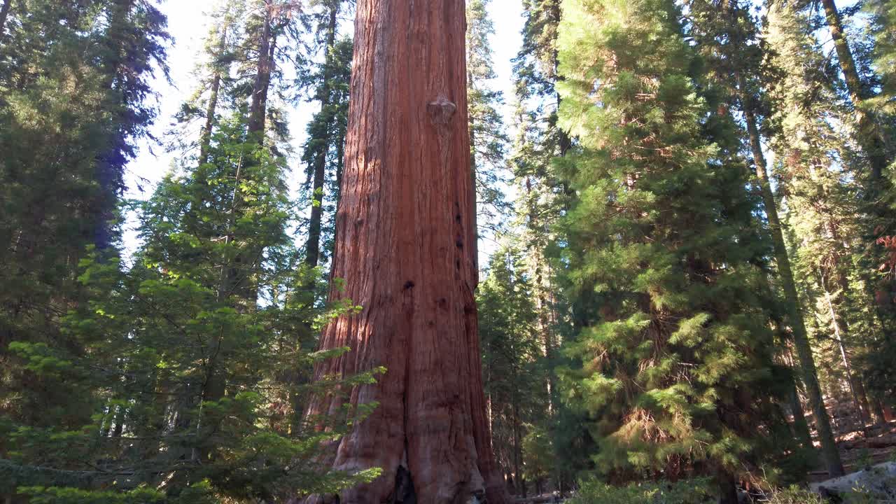 tiro inclinado hacia arriba desde el nivel del suelo de un árbol secoya antiguo, enorme y gigante