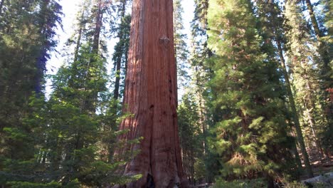 Tiro-Inclinado-Hacia-Arriba-Desde-El-Nivel-Del-Suelo-De-Un-árbol-Secoya-Antiguo,-Enorme-Y-Gigante