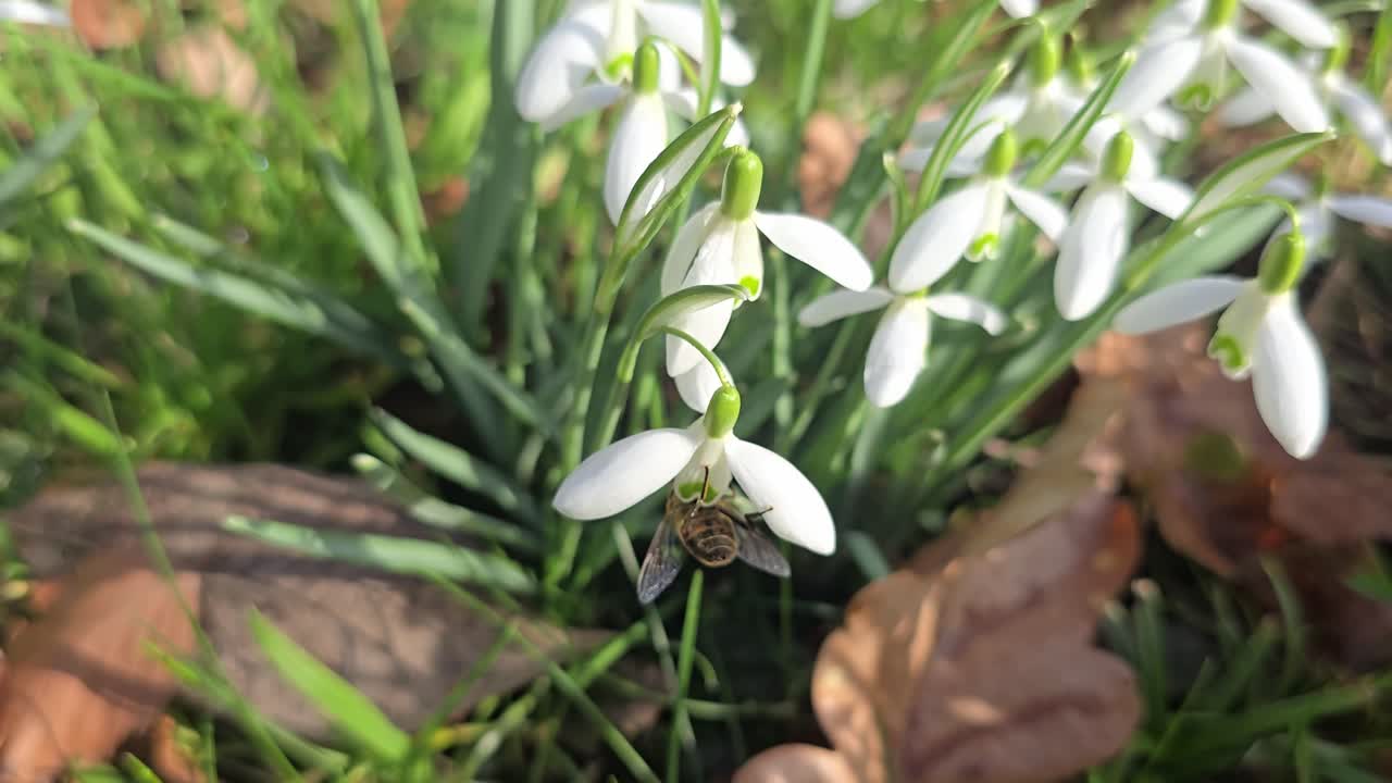 In Spring honey bee on snowdrop bloom gathering nectar in slow motion