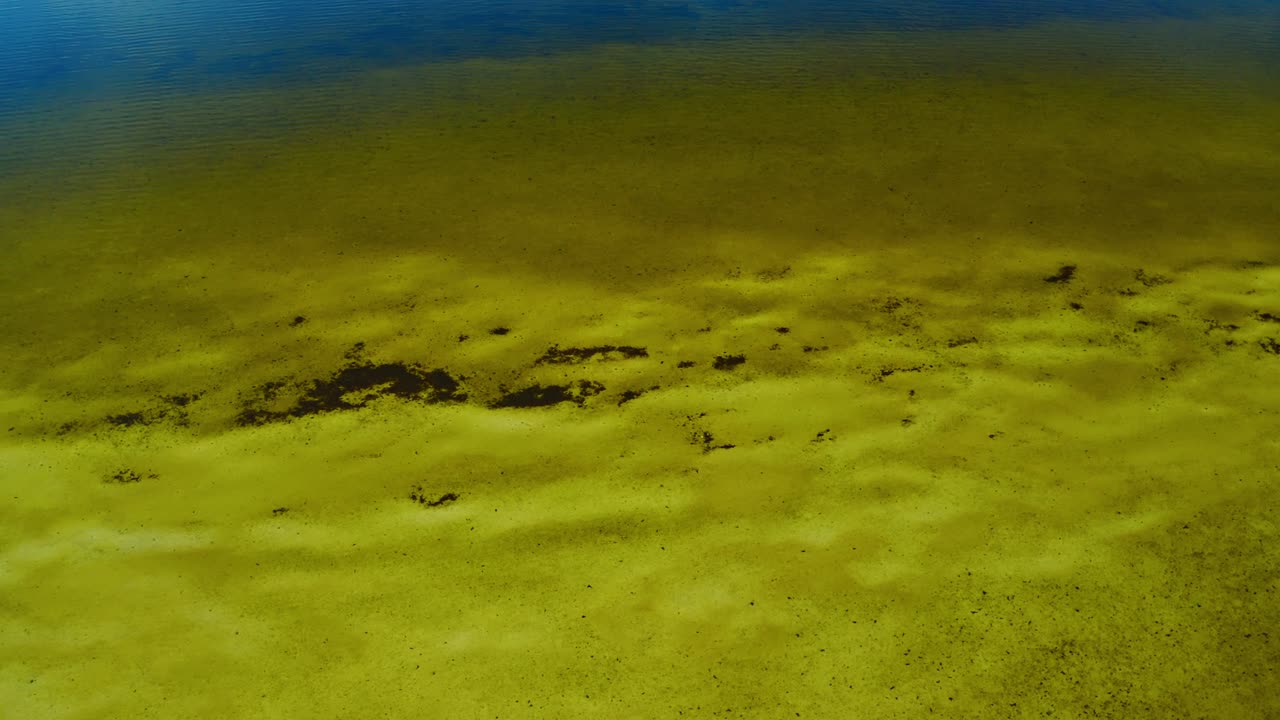 Acque costiere calme e poco profonde rivelano un fondale sabbioso cosparso di chiazze scure di alghe, illustrando un sereno ambiente marino.