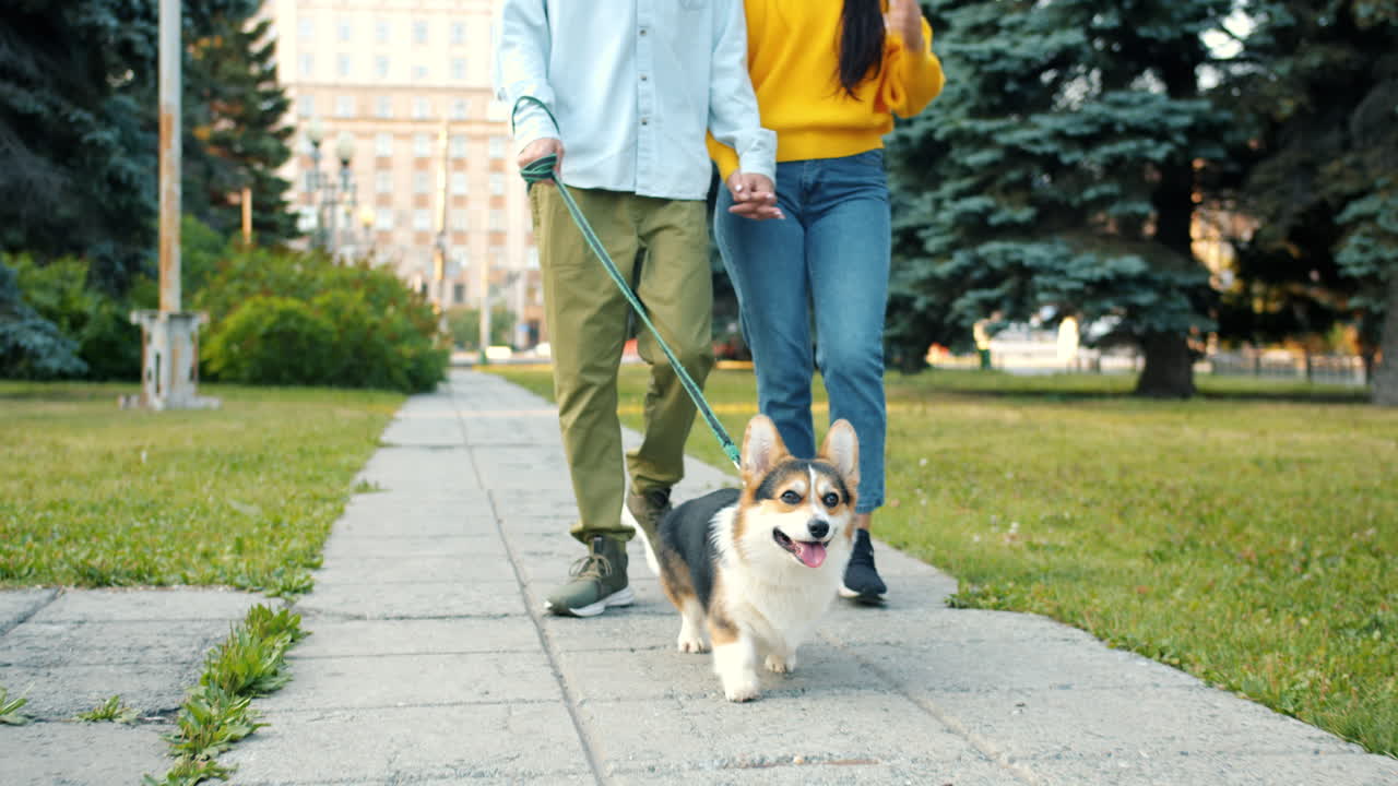 Couple walking a dog in the park